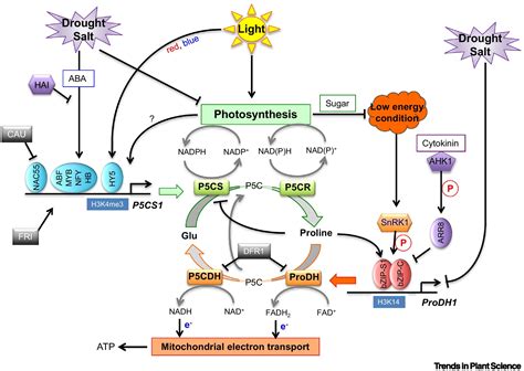 Proline Metabolism As Regulatory Hub Trends In Plant Science