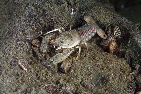 Crayfish | The Canadian Encyclopedia