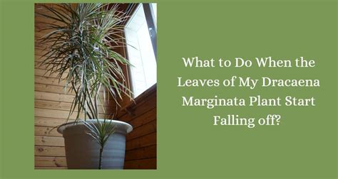 Why Are My Dracaena Marginata Plant Leaves Falling Off