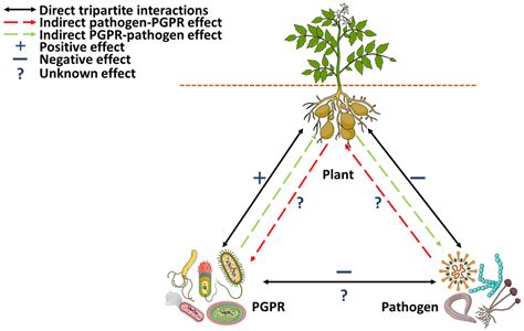 Biology Free Full Text Rhizosphere Tripartite Interactions And Pgpr