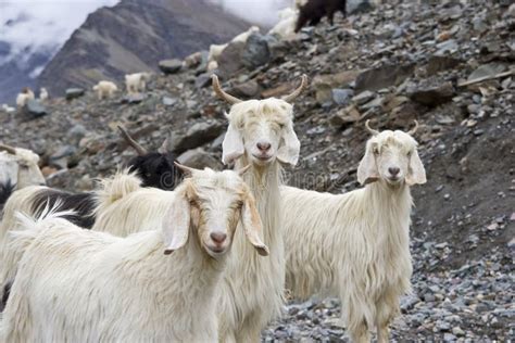 Himalayan goat stock photo. Image of himalayan, milk - 11044962