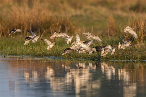 France Somme Baie De Somme Le License Image Lookphotos