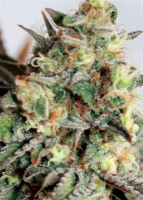 Girl Scout Cookies Fast Strain Info Girl Scout Cookies Fast Weed By