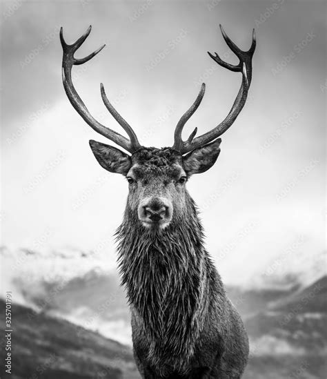 Monarch Of The Glen Stock Photo Adobe Stock