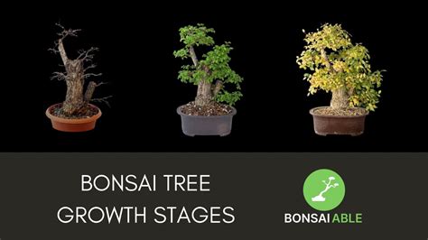 Great Bonsai Tree Growth Stages Of The Decade Learn More Here Bonsaiify