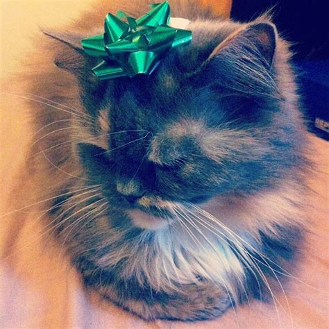 Unimpressed Christmas Kitty ♥ Cute Animals Christmas Cats Animals