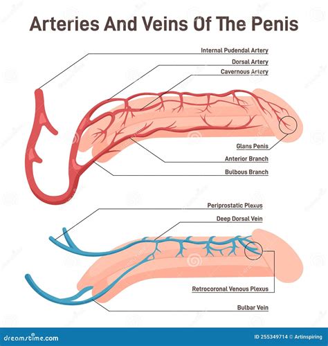 Blood Circulation Of The Penis Male Reproductive Organ With Artery And