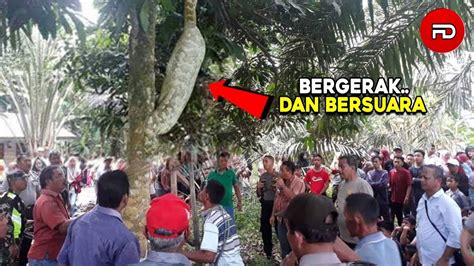 Warga Dibuat Gempar Dikira Batang Pohon Saat Didekati Ternyata Itu