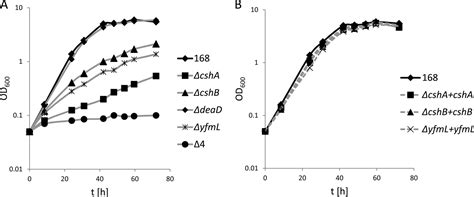 Dead Box Rna Helicases In Bacillus Subtilis Have Multiple Functions And