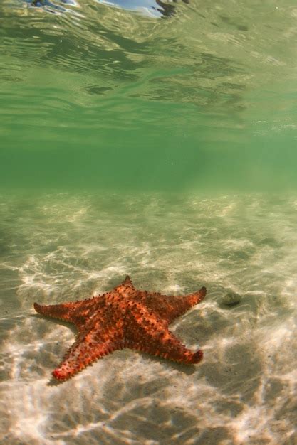 Premium Photo Starfish Under Water