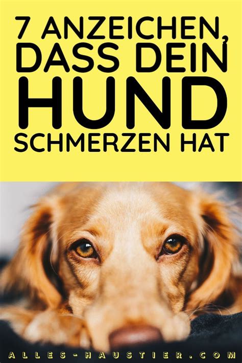 Anzeichen Dass Dein Hund Schmerzen Hat Alles Haustier Hunde