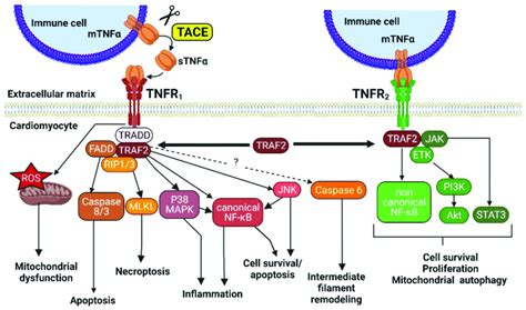 Tnfα Downstream Signaling Pathways Mediated By The Two Receptors Tnfr