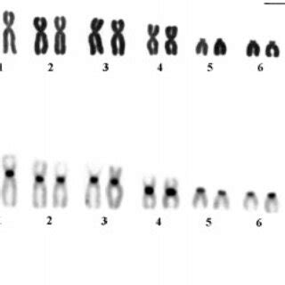 A Conventionally Stained Karyotype From Micoureus Demerarae Female