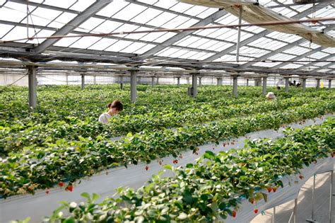 Entenda como funciona o cultivo orgânico em estufas e quais são suas