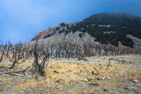 Dead Forest Of Mount Papandayan Is The Most Popular Place For Tourist