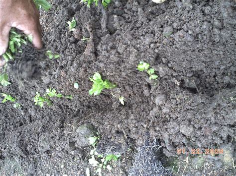 Establecimiento De Un Cultivo De Apio España Apium Graveolens