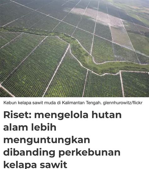 kebun kelapa sawit