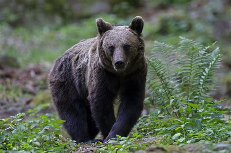 Europese Bruine Beer Europese Bruine Beer Ursus Arctos Flickr