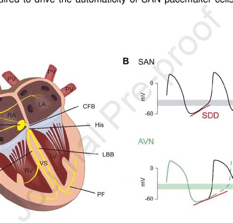 Conduction system of the heart. (A) Schematic diagram of the cardiac ...