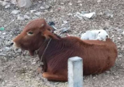 Der Zuckerrohr Stanco Wenn Er Ein Dolce Mucca Che Dormiva Sah