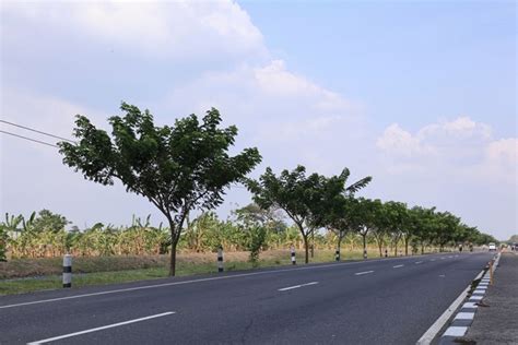 CV. Mitra Bibit: Ayo Selamatkan Bumi dengan Menanam Pohon Trembesi yang ...