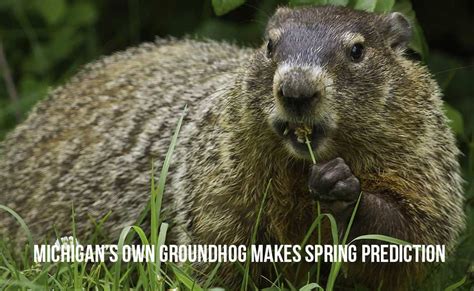 Michigan's Own Groundhog Makes Spring Prediction