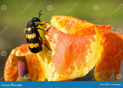 Colorful Beetle on Colorful Flower Stock Image - Image of field ...