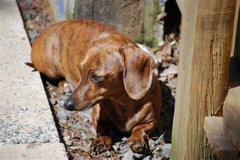 Brindle dachshund | Brindle dachshund, Dachshund dog, Old dogs