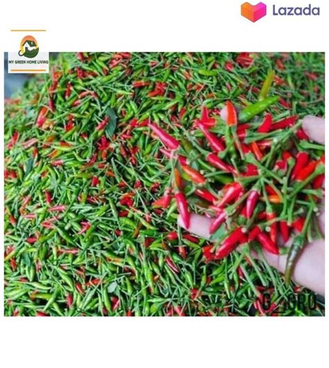 Bara Chili Seeds Biji Benih Cili Api Padi F1 Hybrid 10g Pack Cap