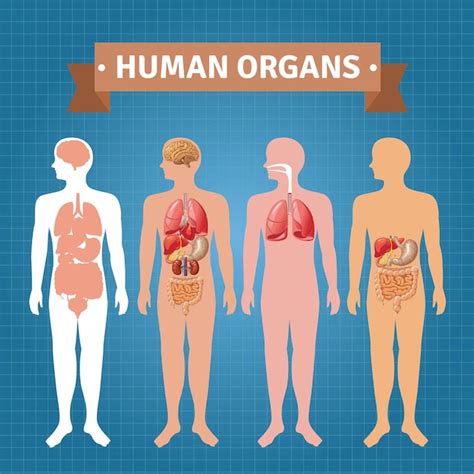 Menselijke Inwendige Organen Infographic Anatomie Lichaam Hersenen En