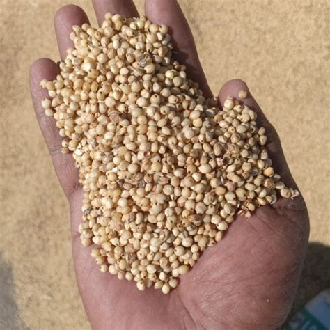 Yellow Sorghum Millet Manufacturer Exporter Supplier From Nagpur India