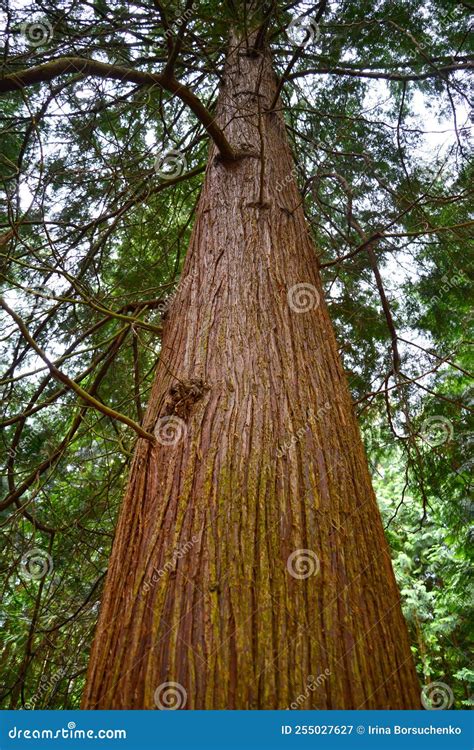 Fragment Of The Trunk Of A Giant Tui Thuja Plicata Donn Ex D Don