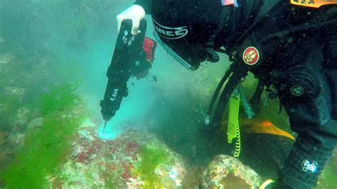 Giant Kelp Restoration Project Tasmania Ozfish Unlimited