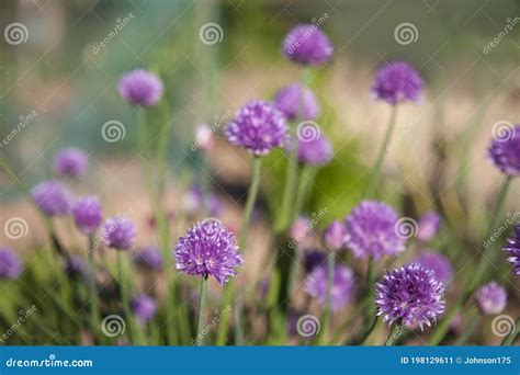 Purple Pom Pom Chive Flowers Stock Image Image Of Flowers Bulb