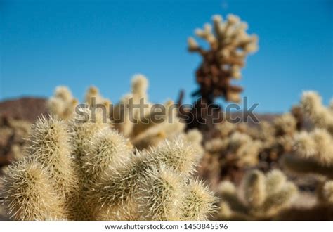 756 Jumping Cholla Cactus Images, Stock Photos & Vectors | Shutterstock