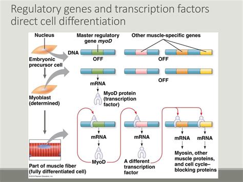 Ch 15 Warm Up Compare Dna Methylation And Histone Acetylation Ppt