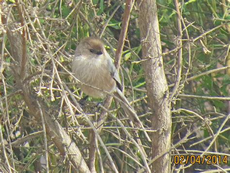 Puffball Bushtit Madrona Marsh 0450 Pekabo Flickr