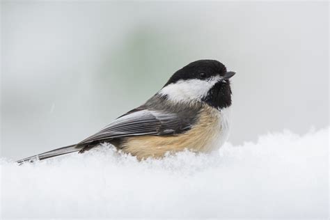 The 25 Most Common Birds Of Michigan With Photos