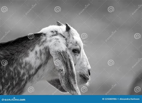 Baby Goat Baby Goat Farm Animal Stock Photo Image Of Goat Brown