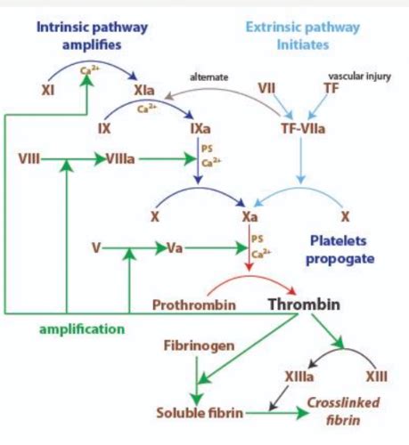 Wk1 Platelets And Coagulation The Essentials Flashcards Quizlet