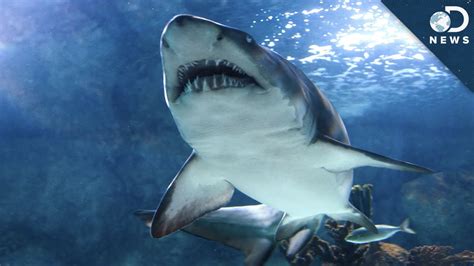 6 Animals More Dangerous Than Sharks! - YouTube