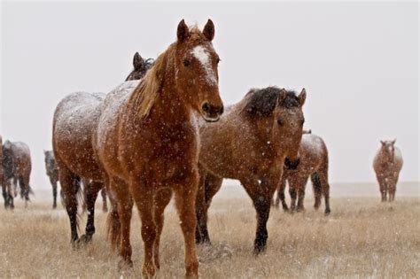 Snowy Horses