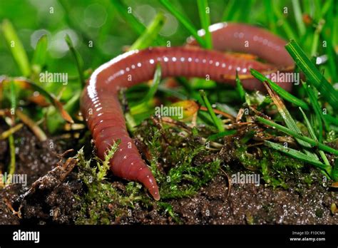 Lumbricus Terrestris Close Up Hi Res Stock Photography And Images Alamy