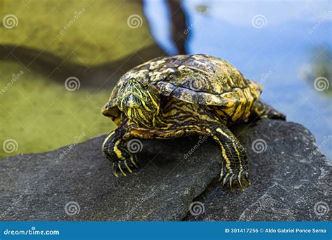 Red Eared Slider Trachemys Scripta Elegans Basking In The Sun Stock