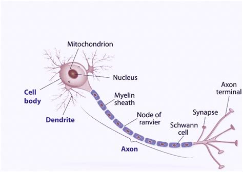 Nodes Of Ranvier Are Found Ina Non Myelinated Nerve Fibresb