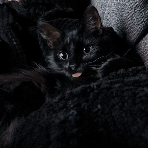 A Black Cat Laying On Top Of A Couch Next To A Persons Arm With Its