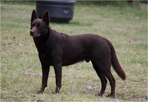 Australian kelpie - Puppies, Facts, Pictures, Price, Temperament ...