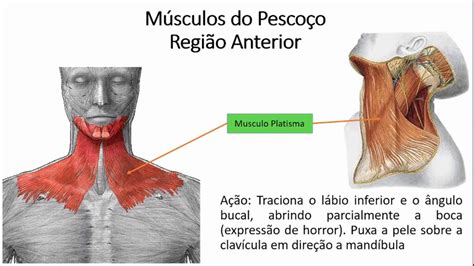 ANATOMIA Músculo do Pescoço YouTube