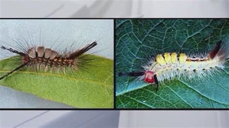 Florida caterpillar invasion explained as white and yellow bugs swarm ...