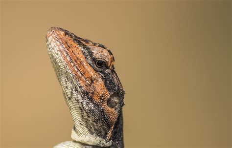 Portrait of a Oriental Garden Lizard - Free Image by Pavan Prasad on ...